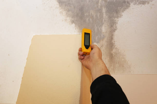 Best Post-Construction Mold Inspection  in Bellville, TX