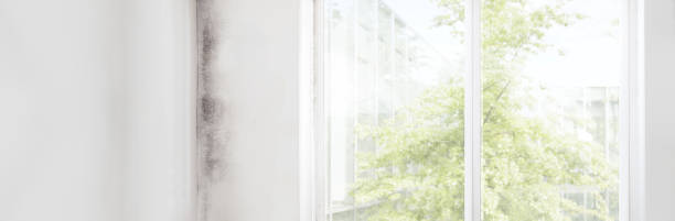 Professional Mold Removal in Bellville, TX
